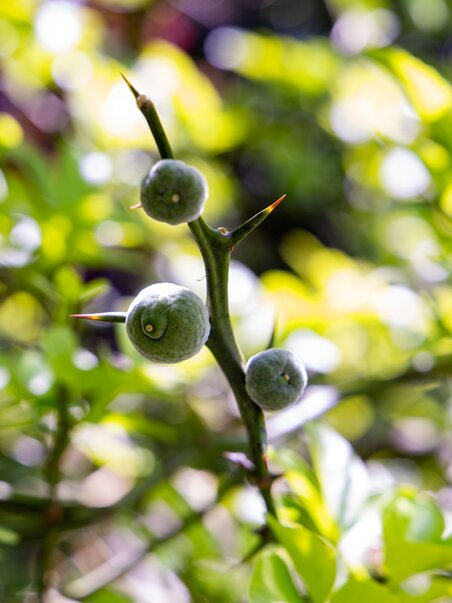 Green bitter oranges grow on a tree at Schlossberg. | © Graz Tourismus - Harry Schiffer