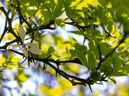 Close-up of a Bitter Orange Tree with leaves and flowers. | © Graz Tourismus - Harry Schiffer