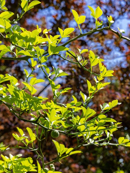 Bright leaves of the bitter orange tree with sky in the background. | © Graz Tourismus - Harry Schiffer