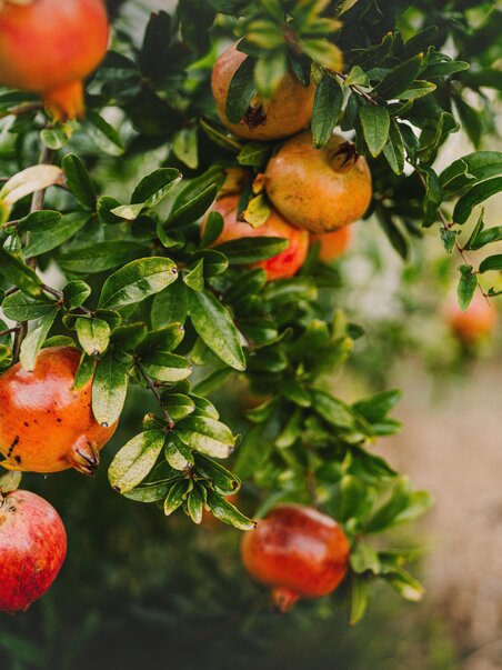 Close-up of pomegranates and leaves on a tree. | © AselvadaAna -Pixabay