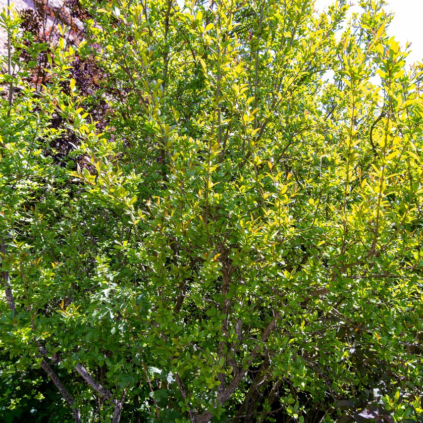 Pomegranate Tree at Graz Schlossberg | © Graz Tourismus - Harry Schiffer A dense pomegranate tree in full foliage at the Schlossberg in Graz. | © Graz Tourismus - Harry Schiffer