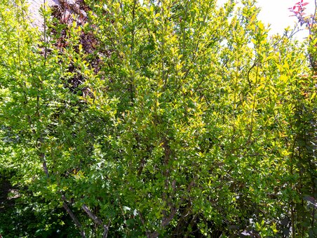 A dense pomegranate tree in full foliage at the Schlossberg in Graz. | © Graz Tourismus - Harry Schiffer