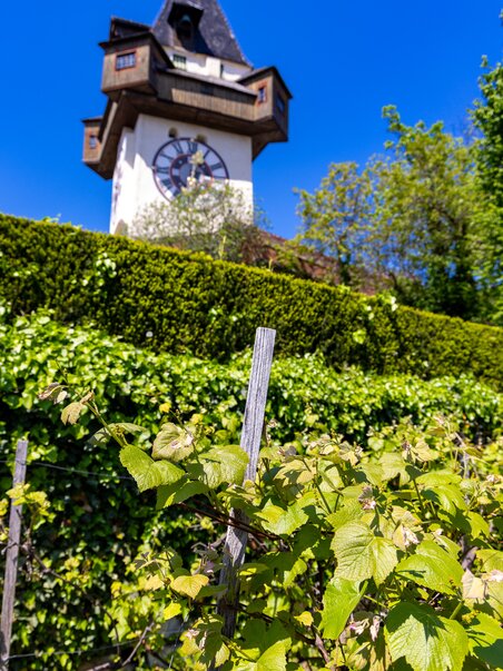 Vineyards on the Schlossberg in Graz with the Graz Clock Tower in the background. | © Graz Tourismus - Harry Schiffer