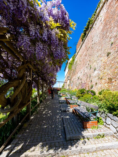 Beautiful path under blooming plants with a view of the Stable Bastion. | © Graz Tourismus - Harry Schiffer