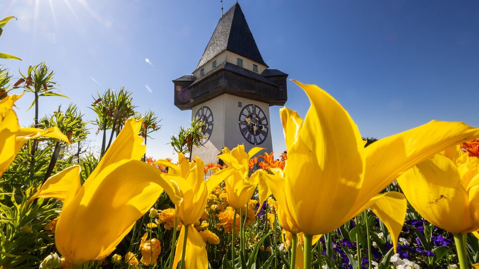 Colorful tulip flowers in front of the Clock tower of Graz. | © Graz Tourismus - Harry Schiffer