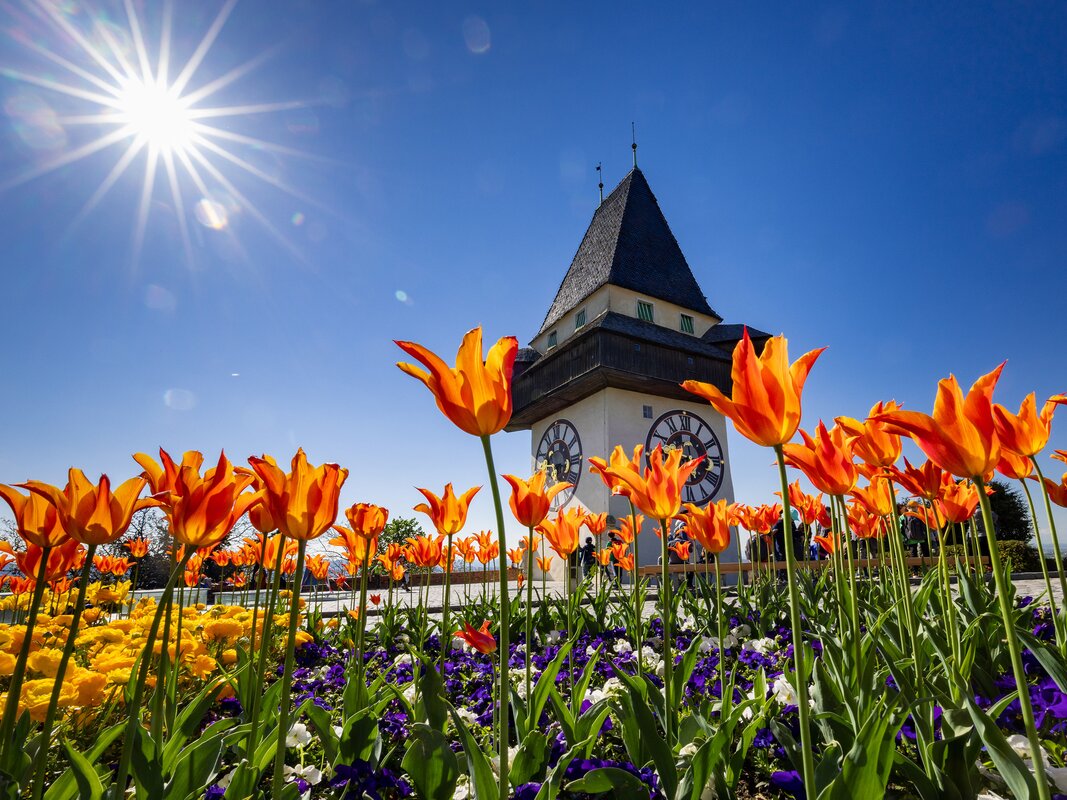 Bunter Frühling mit orangefarbenen Tulpen und dem Uhrturm in Graz. | © Graz Tourismus - Harry Schiffer