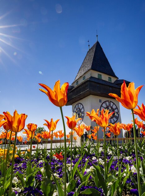 Bunter Frühling mit orangefarbenen Tulpen und dem Uhrturm in Graz. | © Graz Tourismus - Harry Schiffer