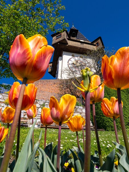 Tulipani colorati con il torre dell'orologio di Graz sullo sfondo. | © Graz Tourismus - Harry Schiffer