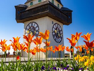 Der Uhrturm am Grazer Schlossberg mit blühenden Tulpen. | © Graz Tourismus - Harry Schiffer