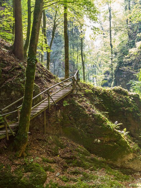 Ein Holzsteg führt durch die grüne Kesselfallklamm mit sonnendurchfluteten Bäumen. | © Region Graz - Harry Schiffer