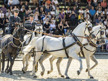 Zwei Fahrer steuern vier Pferde im Pferdetreiben vor Publikum. | © SHS-LipizzanergestütPiberGöR - René van Bakel