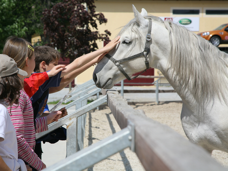 Eine Gruppe von Kindern berührt vorsichtig einen Lipizzaner | © SHS-LipizzanergestütPiberGöR
