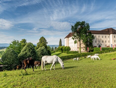 White and brown horses grazing in front of a stylish building. | © Lipizzanerheimat-Die Abbilderei