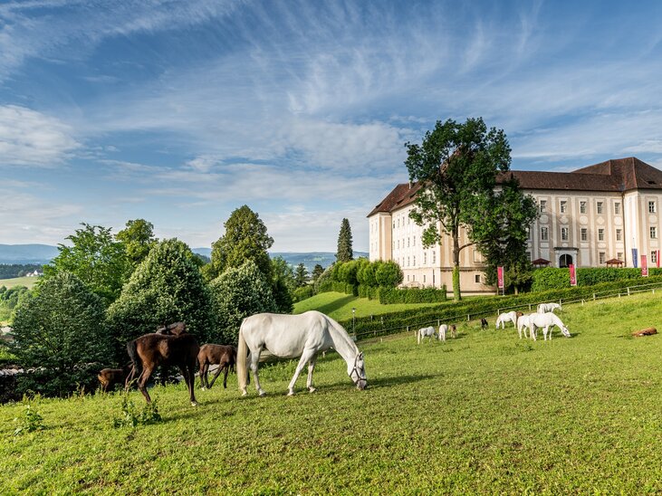 White and brown horses grazing in front of a stylish building. | © Lipizzanerheimat-Die Abbilderei