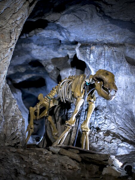 Skelett eines prähistorischen Tieres in der Lurgrotte Peggau beleuchtet von Scheinwerfern. | © Region Graz - Tom Lamm