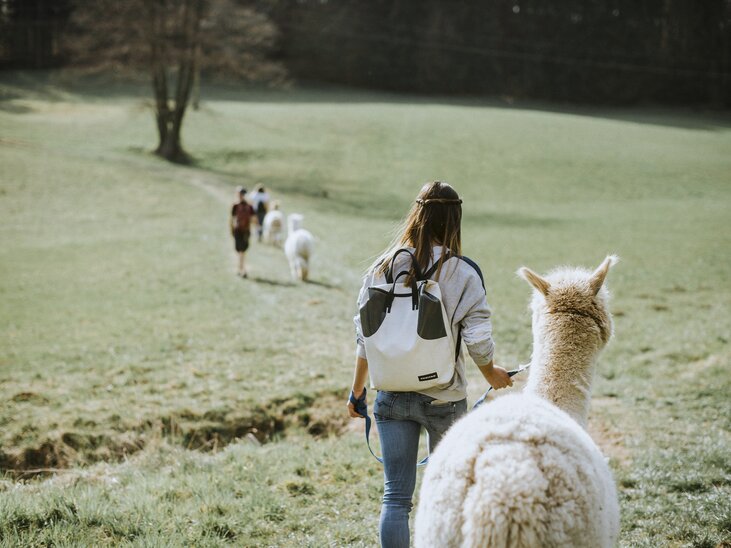 Eine Person führt ein Alpaka auf einer Wiese während einer Wanderung. | © dieSonne