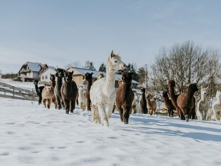 Eine Gruppe von Alpakas läuft durch den Schnee auf einem Bauernhof. | © dieSonne