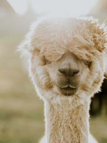 Ein Alpaka schaut freundlich in die Kamera, umgeben von sanfter Natur. | © dieSonne