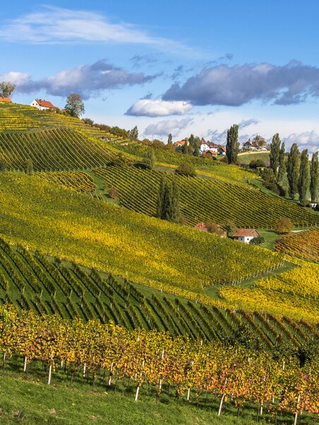 Vineyards in South Styria, lush green landscape in autumn. | © Steiermark Tourismus - Harry Schiffer