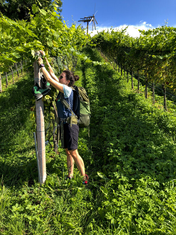 Weinlese im Schilcherland | © Steiermark Tourismus - Martina Traisch
