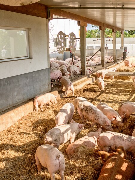 Visitors observe pigs at the Vulcano Ham Experience. | © Vulcano