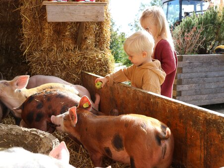 Two children are feeding pigs with apples | © Vulcano